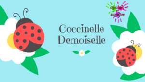 Coccinelle demoiselle