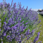 Les plus beaux champs de lavande à visiter au Québec