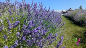 Les plus beaux champs de lavande à visiter au Québec